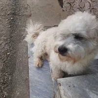 فروش سگ شیتزو تریر  نر|سگ|تهران, دانشگاه شریف|دیوار