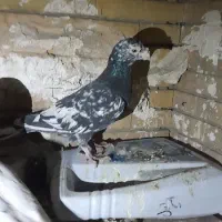 کبوتر کفتر هوایی پرشی جفتگاه|پرنده|مشهد, آزادشهر|دیوار