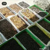 کشمش افتابی