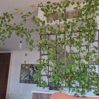 گلهای اپارتمانی