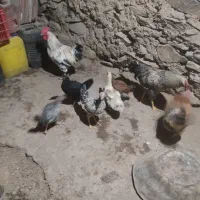 مرغ و خروس و جوجه