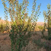 فروش باغ ۱۰۰۰ متری|فروش زمین و ملک کلنگی|همایجان, |دیوار