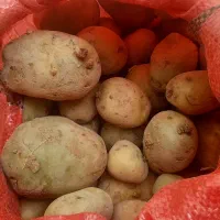 سیب زمینی مناسب برای کشت