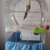 عروس جفت مولدباقفس|پرنده|قم, علی آباد سعدگان|دیوار