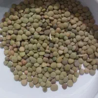 عدس تازه