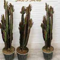 میخک هندی گل یخ 50/000