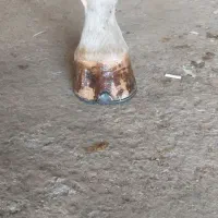 نعلبندی و قیار