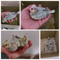 عروس هلندی سرلاکی