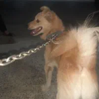 سگ پامر روباهی