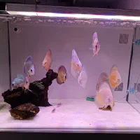 دیسکس جفت مولد