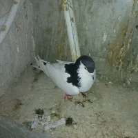 کفتر خال نر|پرنده|مشهد, شهید معقول|دیوار