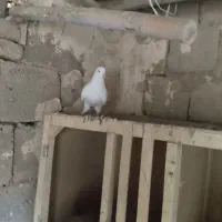 کبوتر کبوتر|پرنده|شاهین دژ, |دیوار