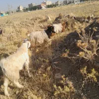 تیر بز داشتی بر خورده