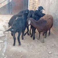 فروش‌۵راس‌بره‌ماده‌شیشک‌قره‌قزل‌افشاری‌لخت