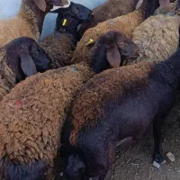 16راس گوسفند سونوگرافی شده ابستن|حیوانات مزرعه|سیمین شهر, |دیوار