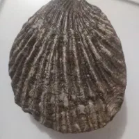 فسیل صدف