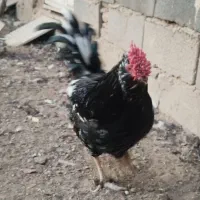 مرغ خروس گلین چهل تاج ریشو|حیوانات مزرعه|ری, علایین|دیوار