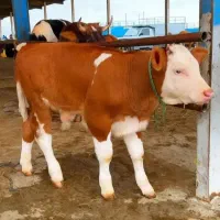 خرید  فروشی گاو گوساله