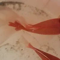 ۲ عدد ماهی گلی بزرگ استخری