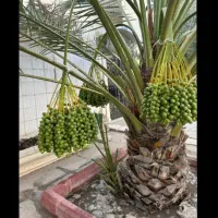 اتدلی نخل
