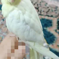 یک جفت عروس هلندی