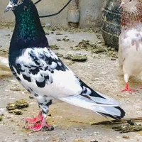 کبوتر پاش لنگ هست گم شده عکس مال خودش نیست مثل همی