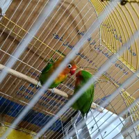 جفت طوطی برزیلی