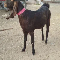 یک شاه بزپاکستانی اصل خیلی جوان آبستن خاطر جم|حیوانات مزرعه|ملکآباد, |دیوار