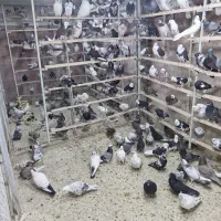 کفتر شهرستانی