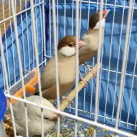 سهره قناری و قناری وفنچ و شاتو