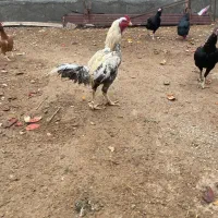 مرغ لاری اصل دارم معاوضه با ماده خراسانی درشت