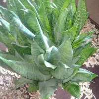 گل سانسوریا