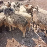 میش|حیوانات مزرعه|کازرون, |دیوار