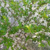 زمین ۵۰۰متر باغ ویلا