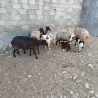 گوسفند بابره