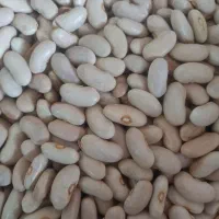 لوبیا|خوردنی و آشامیدنی|تیران, |دیوار