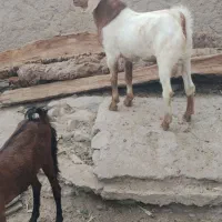 نرو ماده