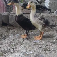 جوجه اردک و نیمچه گلین