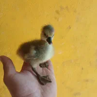 جوجه غاز دورگه