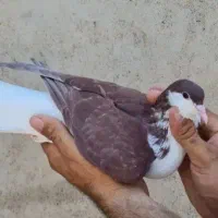 یک‌امری‌سرخ‌گرفتنی‌ ماده