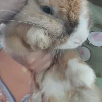 خرگوش لوپ|موش و خرگوش|کوچصفهان, |دیوار