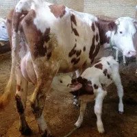 گاو مونت بیلیارد