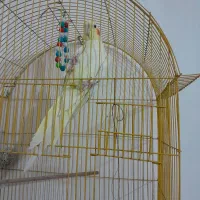 عروس هلندی|پرنده|سهند, |دیوار