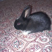 خرگوش نژاد دار|موش و خرگوش|اصفهان, گلستان|دیوار