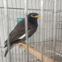مرغ مینا سخنگو