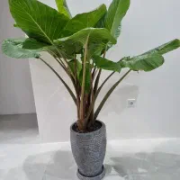 گل بابا آدم بزرگ و پرپشت