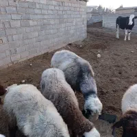 قوچ بختیار درگ سن اوچ