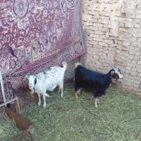 بزفروشی