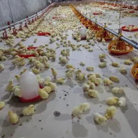 کارگر ماهر برای مرغداری گوشتی