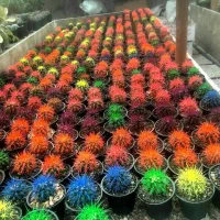 راننده با وانت(سابقه بازاریابی مهم است)|استخدام بازاریابی و فروش|اراک, |دیوار